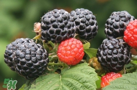 覆盆子哪里有賣？覆盆子多少錢一斤？