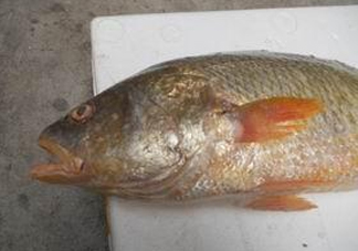 黃唇魚魚鰾能救命？黃唇魚魚鰾可以救命？