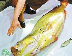 金錢鳘為什么身價上百萬？金錢鳘真這么值錢嗎