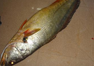 金錢鳘是什么？金錢鳘怎么讀？