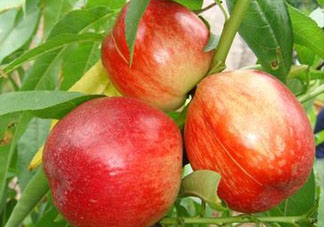 油桃可以榨汁嗎？油桃怎么榨汁？