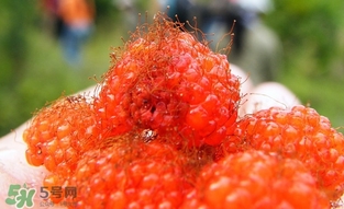 空心泡是否就是覆盆子？覆盆子是水果嗎