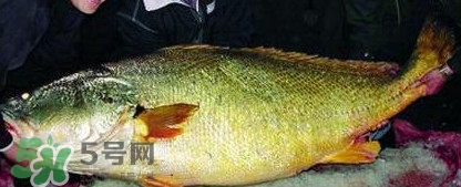 金錢鳘魚膠一斤多少錢？金錢鳘魚膠價(jià)格