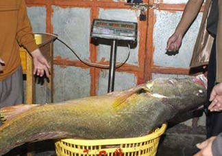 金錢鳘是保護(hù)動(dòng)物嗎？金錢鳘是國(guó)家保護(hù)動(dòng)物嗎