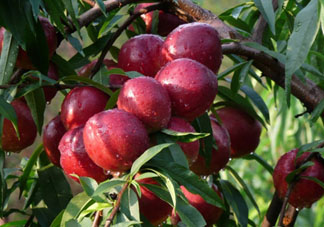 ?油桃是發(fā)物嗎？?油桃是不是發(fā)物？