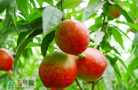 油桃可以榨汁嗎？油桃怎么榨汁？