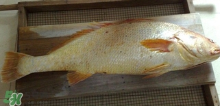 黃唇魚怎么做？黃唇魚怎么保存