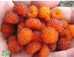 空心泡是否就是覆盆子？覆盆子是水果嗎