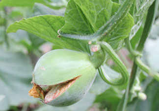 香瓜裂口怎么回事？香瓜裂了怎么辦？