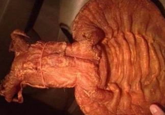 黃唇魚魚鰾是什么？魚鰾是魚的哪個部位