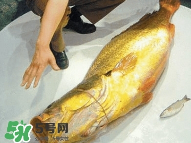 金錢鳘為什么那么貴？金錢鳘為什么能賣那么貴