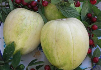 為什么吃甜瓜會(huì)嗓子疼？吃甜瓜嗓子疼怎么辦？