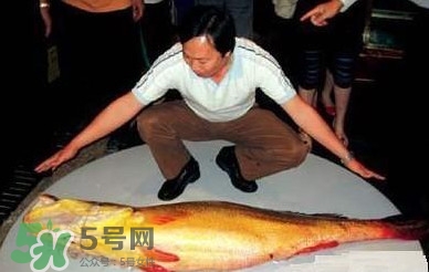 黃唇魚為什么那么有價值？黃唇魚的價值