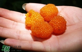 空心泡能吃嗎？空心泡與樹莓的差別