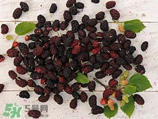 桑葚可以和什么一起吃?桑葚能和什么同吃? 桑葚可以和什么一起吃?桑葚能和什么同吃?