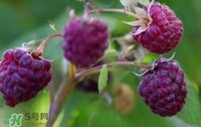 山莓怎么保存？山莓如何保存