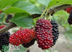 自制桑葚酒的危害_自制桑葚酒有毒嗎 自制桑葚酒的危害_自制桑葚酒有毒嗎