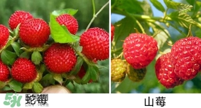 山莓有毒嗎？山莓和蛇莓的區(qū)別