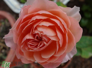 五月份可以扦插月季嗎？5月份適合插月季嗎？