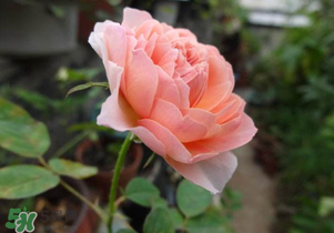 五月份可以扦插月季嗎？5月份適合插月季嗎？