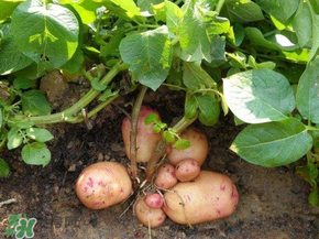 五月份可以種土豆嗎？5月份能種土豆嗎？