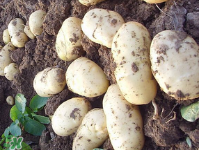 五月份可以種土豆嗎？5月份能種土豆嗎？