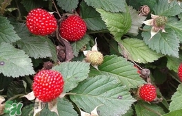 蛇莓是野草莓嗎？蛇莓和野草莓的區(qū)別