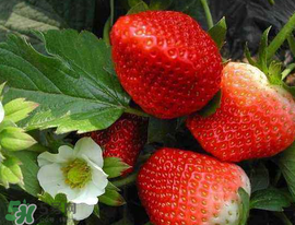 5月份可以種草莓嗎？五月份可以種草莓嗎？