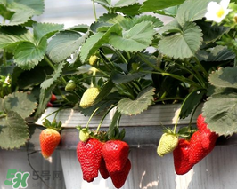 5月份可以種草莓嗎？五月份可以種草莓嗎？