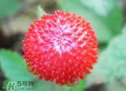 老人為什么不讓吃蛇莓？蛇莓為什么不能吃