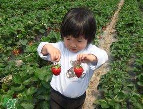 5月份能摘草莓嗎？五月份還有草莓摘嗎？