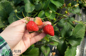 5月份能摘草莓嗎？五月份還有草莓摘嗎？