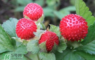 蛇莓是什么？蛇莓和覆盆子的區(qū)別