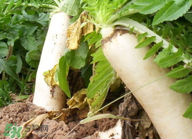 五月份可以種蘿卜嗎？幾月份種蘿卜最合適？