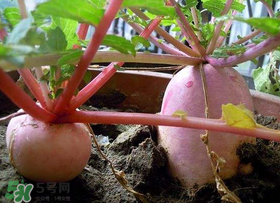 五月份可以種蘿卜嗎？幾月份種蘿卜最合適？