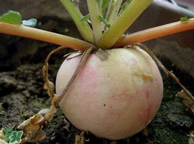 五月份可以種蘿卜嗎？幾月份種蘿卜最合適？