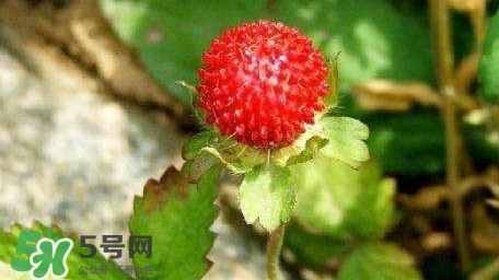 蛇莓收購多少一公斤？蛇莓價格