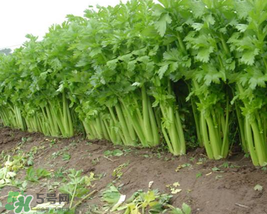 五月份可以種芹菜嗎？芹菜適合什么時候播種？