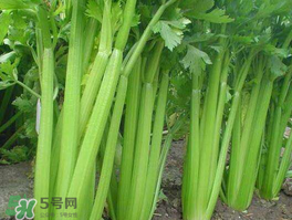 五月份可以種芹菜嗎？芹菜適合什么時候播種？