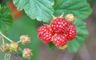 覆盆子孕婦能吃嗎？孕婦能不能吃覆盆子