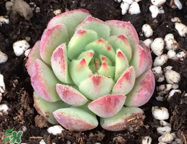 五月份適合種多肉嗎？什么季節(jié)適合種多肉？