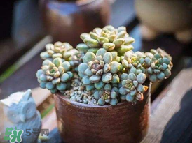 五月份適合種多肉嗎？什么季節(jié)適合種多肉？