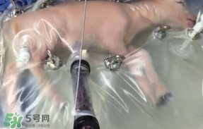 人造子宮初現(xiàn)曙光，未來(lái)將是男媽媽的天下？