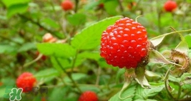 野草莓怎么吃？野草莓怎么清洗