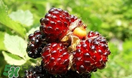 野草莓有毒嗎？野草莓有沒有毒