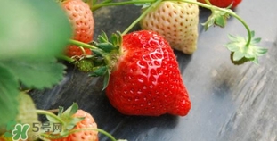 野草莓有毒嗎？野草莓有沒有毒