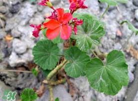 五月份種什么花？5月份適合種什么花？