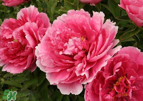 五月份種什么花？5月份適合種什么花？