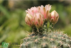 五月份種什么花？5月份適合種什么花？