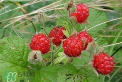 空心泡能吃嗎？空心泡與樹莓的差別